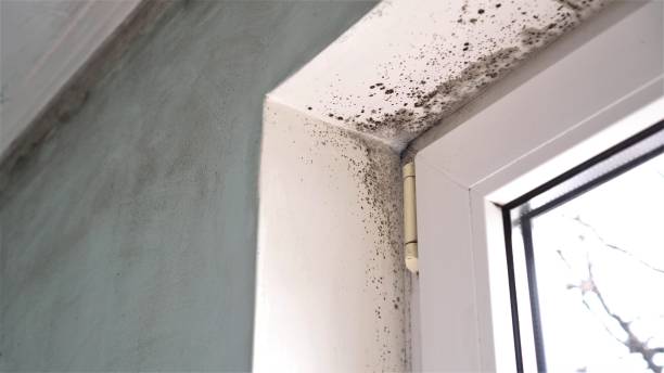 Mold Removal Process in Middlesex, NJ