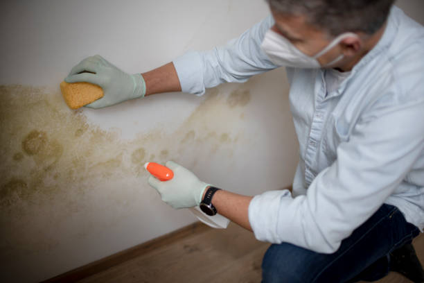 Best Fast Mold Removal  in Middlesex, NJ