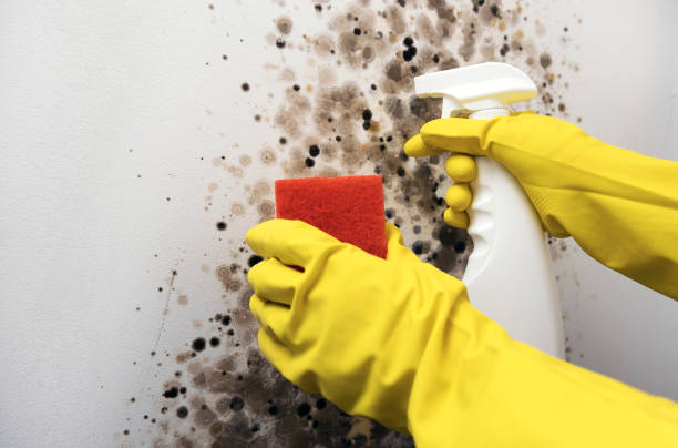 Best Residential Mold Removal  in Middlesex, NJ