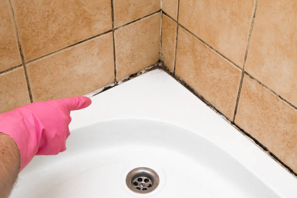 Best Mold Removal Near Me  in Middlesex, NJ