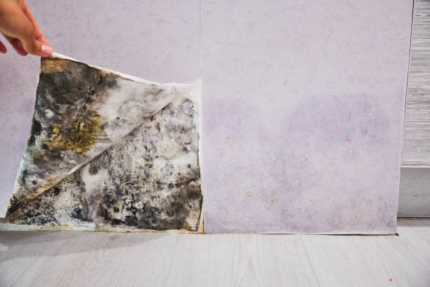 Best Commercial Mold Removal  in Middlesex, NJ